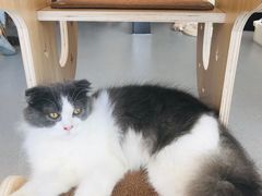 -飞行喵MR PILOT|猫舍·猫咖(静安大融城店)