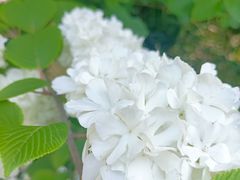 -上海滨江森林公园