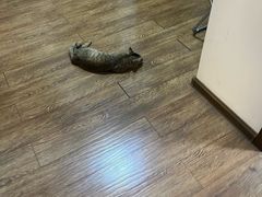 -天宠宠物医院24小时·急重症诊疗中心·全科·腔镜特色(和平分院)