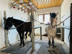 -北京群众马术培训基地