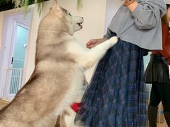 -Husky Go! 哈士奇体验馆·宠物咖啡厅狗咖