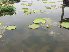 -荷塘月色湿地公园·向阳花洲