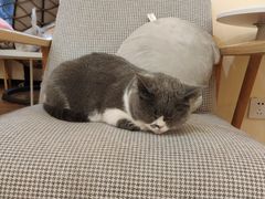 -滚猫咖啡·猫咖·猫友好撸猫(未来城店)