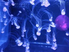 -合肥海洋世界
