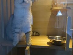 -lincat·猫舍(广州店)