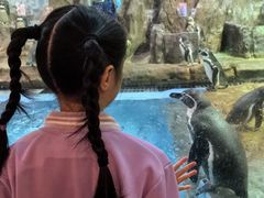 -帝企鹅自助餐厅•儿童岛•真企鹅(长隆企鹅酒店)