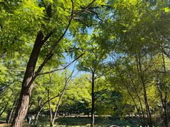 -长白岛森林公园