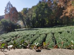 -野蔓果·山野菜(西湖景区·龙井茶田店)