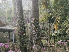-莫里热带雨林景区
