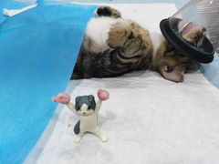 -荔康动物医院(康王北路店)