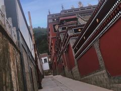 -塔尔寺菩提树