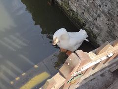 -苏州文庙(姑苏区)