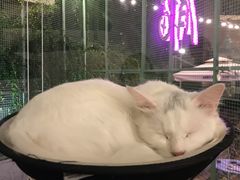-有猫主题·治愈系猫咖(曾厝垵店)