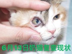 -萌兽医馆·犬猫专科·眼科中心·宠物医院(朝阳门分院)