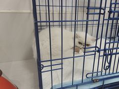 -可蒙动物医院·猫科·骨科中心(首义路店)