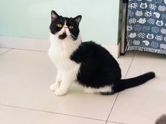 -平行世界·猫咖(首经贸店)