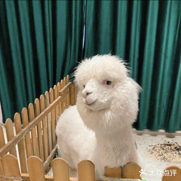 ☀️快来和萌宠们一起过六一吧☀️