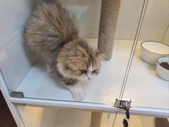 -十月米努特矮脚猫舍