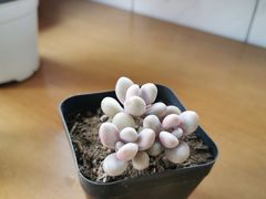 -秦美花卉(天朗·莱茵小城2期店)