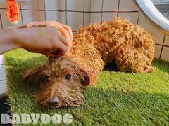-BABYDOG宝贝狗宠物乐园(欧洲城店)