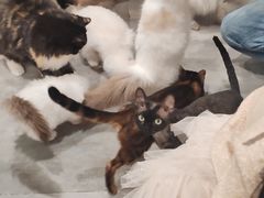 -楼上猫咖(罗湖店)