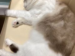 -安格丽娜·狗咖·猫咖羊驼咖(春熙路百盛商场店)