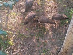 -北京麋鹿生态实验中心