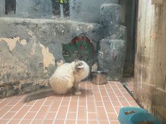 -猫咪博物馆(顶澳仔猫街店)