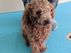 -宠颐生猫科·内科皮肤科(西平世纪城店)