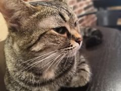 -猫友咖啡店(玉林西路店)