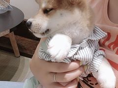 -逗柴咖啡屋·狗咖猫咖宠物桌游