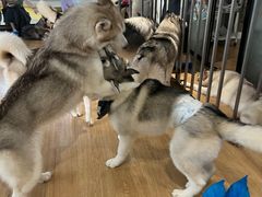 -Husky Go! 哈士奇体验馆·宠物咖啡厅狗咖