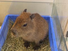-怪兽屋·羊驼·猫咖·狗咖(俊华广场店)
