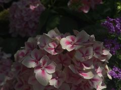 -东方体育中心(地铁站)