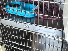 -艾贝尔宠物医院·24H转诊中心·肿瘤猫专科(江宁双龙店)