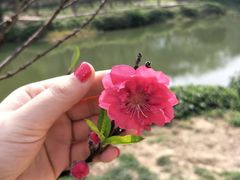 -南国桃园旅游度假区