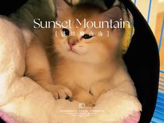 -翊宠yipet猫狗购宠庄园犬舍•猫舍