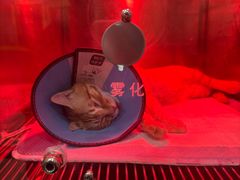 -米苏动物医院·犬猫专科·骨科外科内窥镜