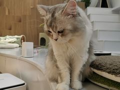 -COLOR PETS 撸猫馆·购猫·猫咖(长风大悦城店)