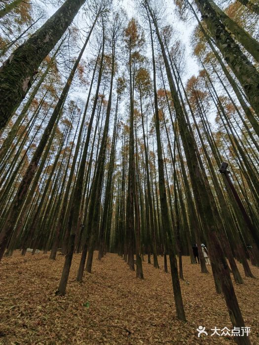 山王坪喀斯特国家生态公园图片