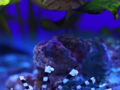 -上海海洋水族馆