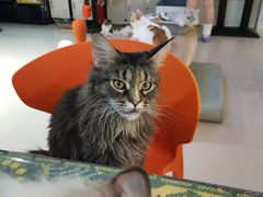 -平行世界·猫咖(首经贸店)