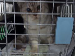 -佳雯宠物医院·皮肤科·内外科(春晓路分院)