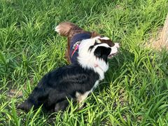 -小意思咖啡店(草桥店)