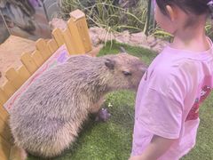 -正佳雨林生态植物园