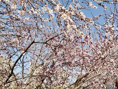 -桃花堤公园