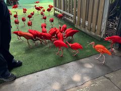 -广州长隆飞鸟乐园