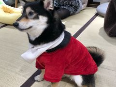 -逗柴咖啡屋·狗咖猫咖宠物桌游
