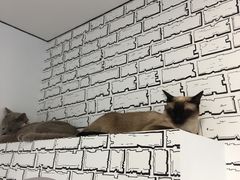 -白夜2D咖啡馆