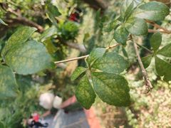-广州神农草堂中医药博物馆